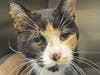 Daphne is hoping to find her furrever home.