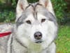 Darlene loves people and can't wait to snuggle up with her new family members.