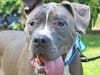 Finn is an active dog who love to join a family that will go on hikes, walks and have lots of fun.
