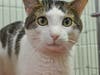  Mr. Good Cat's owner passed away and he misses him. Could your family be the perfect fit to cheer him up?