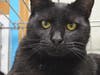 Rocky is two years old with mesmerizing eyes and a heart that needs love.