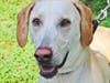 Sofie is a sweet and beautiful lab/hound mix ready for her furrever home.