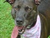 Co Co is a five-year-old friendly, outgoing pooch looking for her furever home.