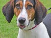 Hallie Mae is the sweetest hound dog, young and full of energy.