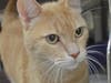 Puffers Tanner loves to brushed, petted and cuddled with, and just wants a new home. 