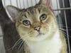 Tobby Kekoe is an eight-year-old tabby cat with mesmerizing green eyes waiting for his furever home.
