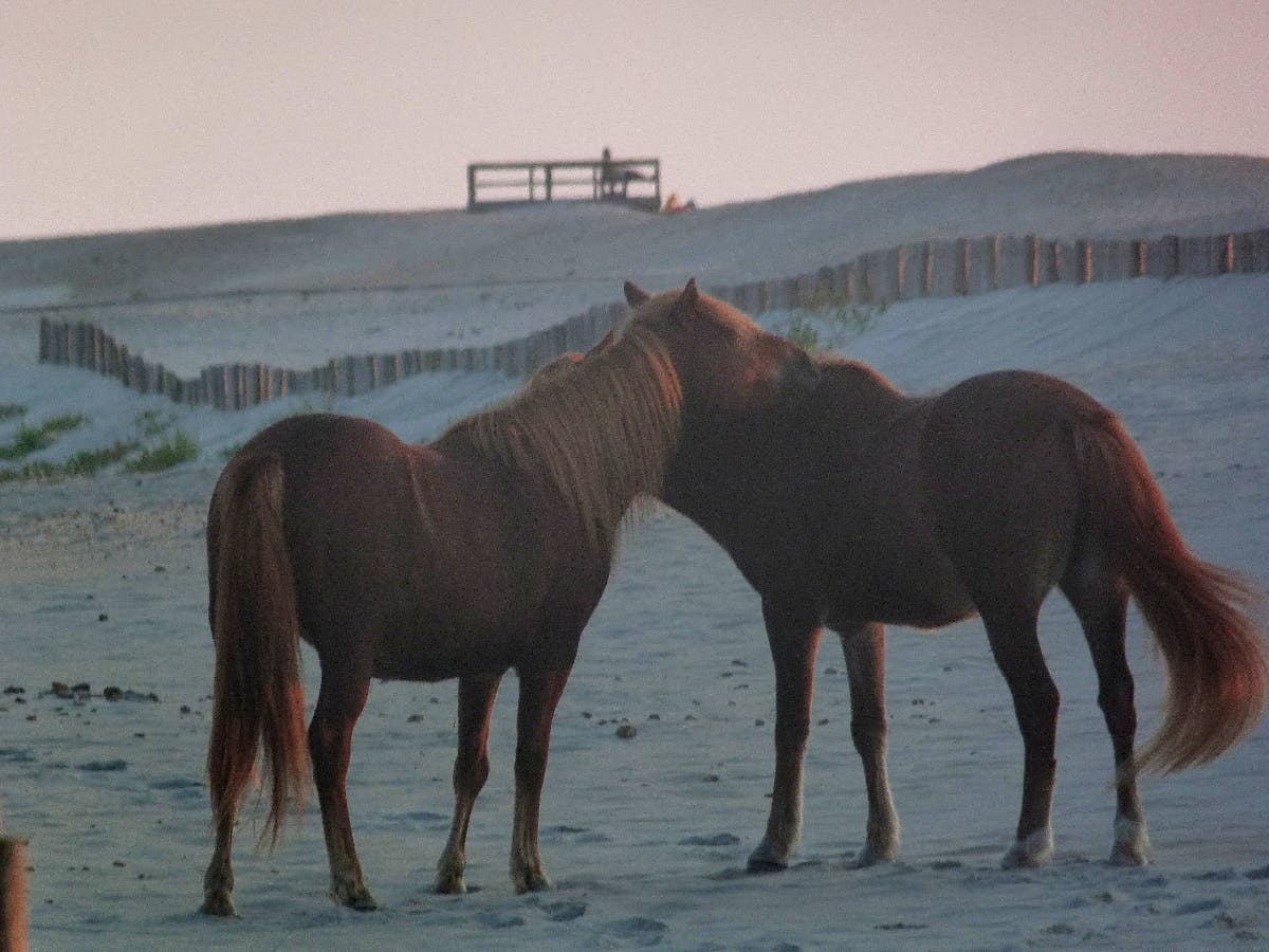 Wild horses have roamed Assateague Island for centuries and are not to be petted, federal officials warn.