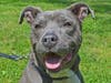 Bronco is great on the leash and knows a ton of obedience commands and tricks.