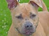 Daisy is one sweet and beautiful flower who's waiting on her furrever home.