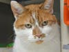 Mittens is a 10-year-old orange and white tabby cat who has been overlooked and is becoming forlorn. 