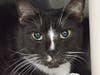 Handsome Stripe-Face is a shy, sensitive guy who is looking for his permanent family.