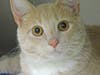 This sweetheart is a little on the shy side but has the most gorgeous eyes.