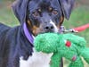 Jax is a rambunctious and playful pup looking for a loving home.