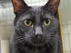 Handsome Jethro Zeus is seven years old and can't wait for his furever family.