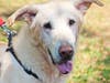 Sweet senior Zeus is looking for a home where he can settle down and spend his golden years.