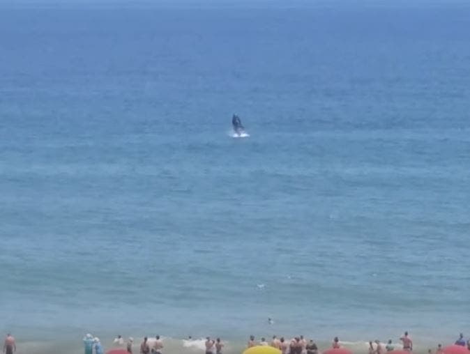Dad Todd Carrick was hanging out in a condo off Ocean City's beachfront when he recorded a whale close to the beach having a bit of fun.