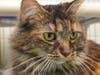 Hazel loves attention and especially enjoys being brushed and pampered.