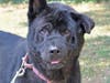 Missy's floppy ear is so adorable and matches her goofy personality, making her the perfect pooch for someone.