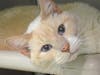 Senior-aged Semiro loves snacking, napping, lounging and loving on whoever will adopt him.