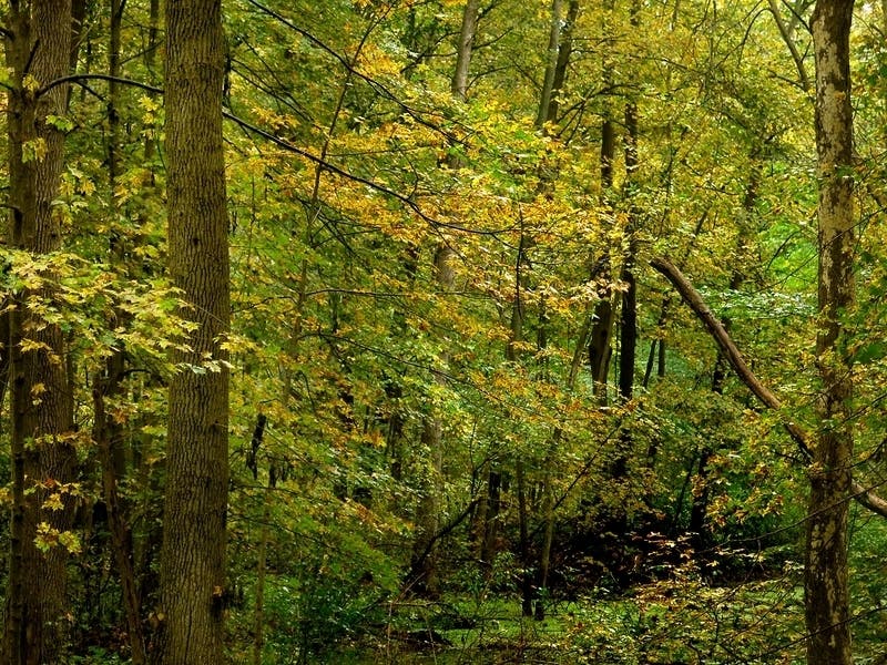 Anne Arundel County officials unveiled a plan to preserve trees at a meeting in Edgewater. 