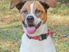 Alligator is a very happy dog who has lots of energy and would love to go for walks with his new family.