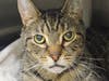 Kermit's owner passed away recently and shelter officials hope he finds a new home to bring back his loving smile.