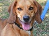 Snickers is incredibly cute and happy, and can't wait to bid the shelter goodbye as she goes to her new home.