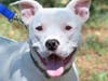 Dogo is a pup who is house-trained and ready for his new family!