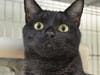 Oscar's family moved away and this friendly, affectionate cat is looking for his furever home now.