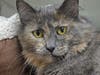 Sweet Squirt's litter has been adopted and now she's ready for her furever home.