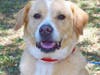 Zeke is a lab mix that smiles when he's happy. He'll be grinning when he finds his furever home.