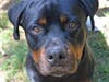These four awesome pets are available now at the SPCA of Anne Arundel County.