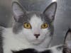 These four adorable adoptables are available at the SPCA of Anne Arundel County.