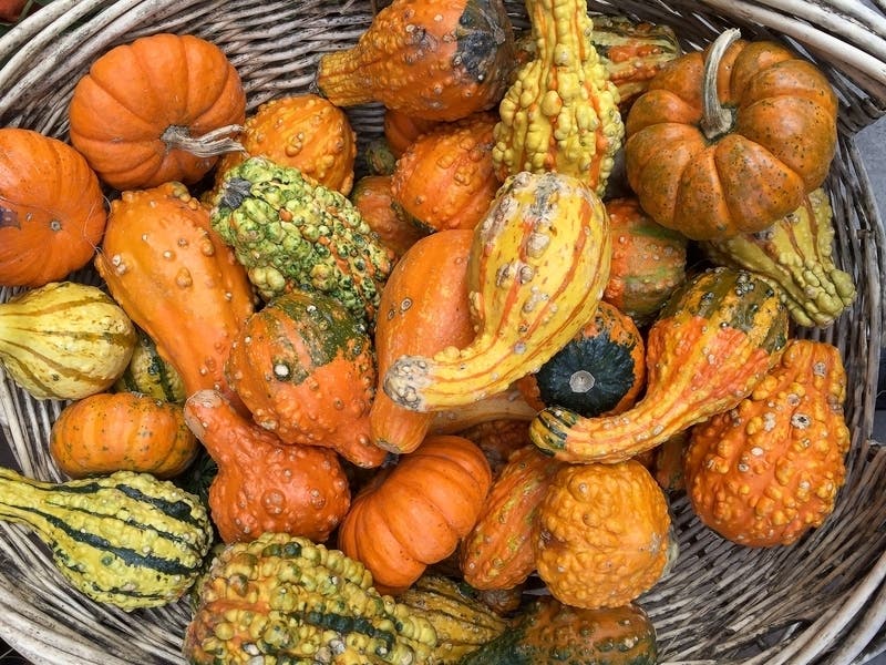 There are several fun fall events happening across Anne Arundel County.