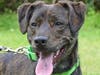 These four adorable adoptables are available at the SPCA of Anne Arundel County.