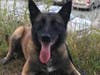 K9s Samo and Remington will be safer on the job now that a donation has provided for the purchase of bullet and stab protective vests.