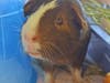 These four adorable adoptables are available at the SPCA of Anne Arundel County.