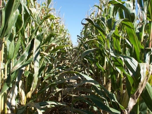 Residents are invited to enjoy a day at the corn maze in Gambrills as part of a public safety weekend also attended by county emergency professionals.