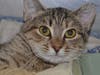 These adorable adoptables are looking for their forever home. Check them out today!