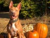 Sweet Sky has been waiting almost 600 days for her furever family.