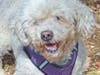 These four adorable adoptables are among the many lovable pets available at the SPCA of Anne Arundel County.