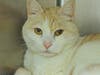 These adorable adoptables are available at the SPCA of Anne Arundel County. 
