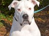 These adorable adoptables and others are waiting for their furever homes at the SPCA of Anne Arundel County.