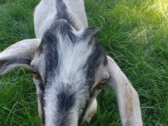 A crafty goat that escaped its pen eventually was wrangled back to its owner's property.