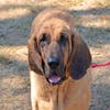 These adorable adoptables and others are available at the SPCA of Anne Arundel County. 