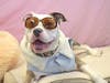 Frannie is a fun-loving, sweet and kind dog who cannot wait to find her furever home.