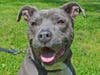 These adorable adoptables and others are available at the SPCA of Anne Arundel County. 