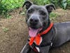Bronco's birthday wish of finding his furever home didn't come true, but he'd make a terrific Christmas present.