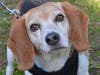 These adorable adoptables and others are available at the SPCA of Anne Arundel County.