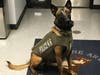 Since its inception, Vested Interest in K9s, Inc. has provided more than 3,500 U.S.-made, custom fitted, NIJ certified protective vests in 50 states valued at $6.9 million dollars.